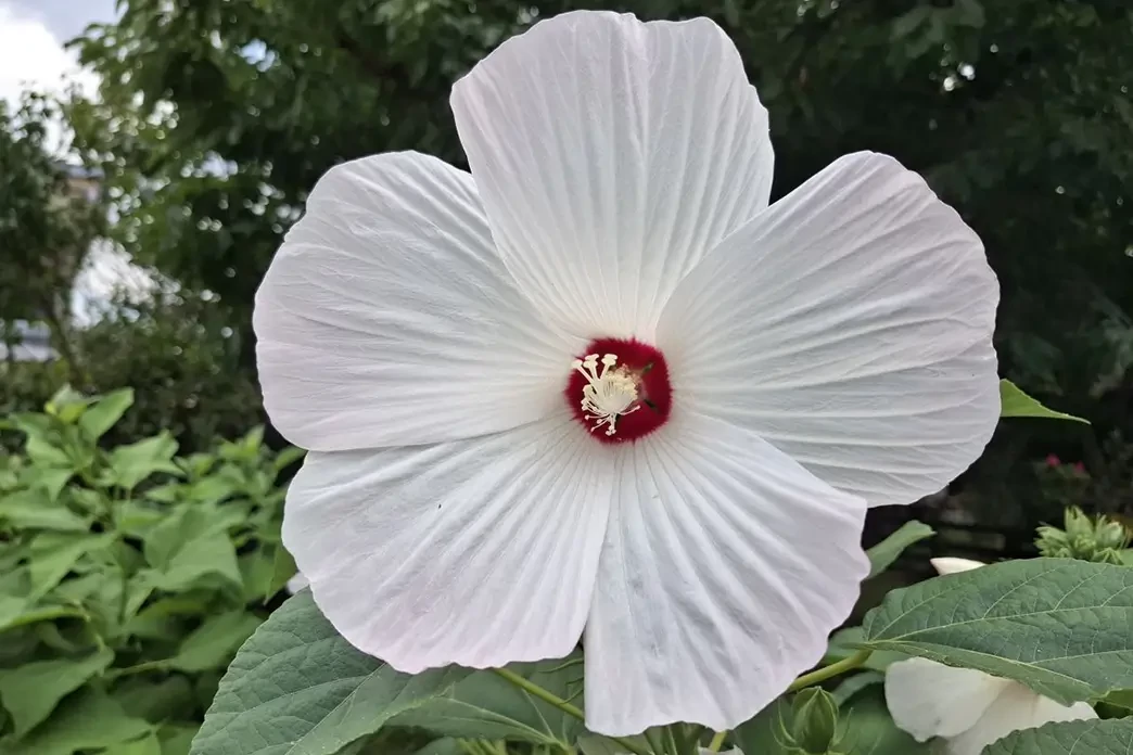 Fehér mocsári hibiszkusz