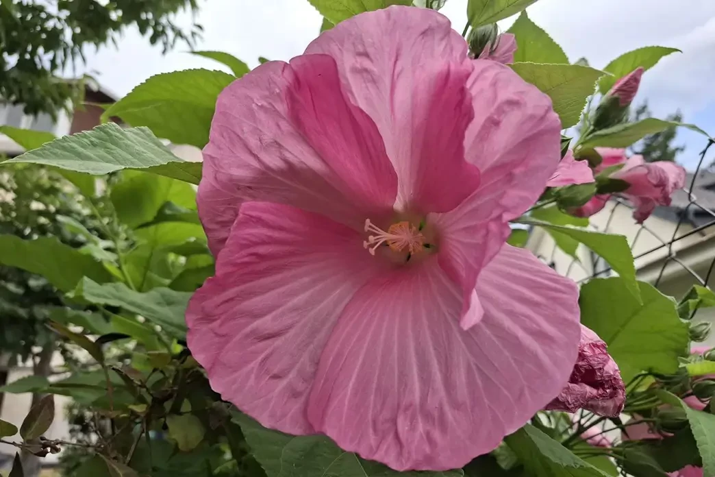 Rózsaszín mocsári hibiszkusz