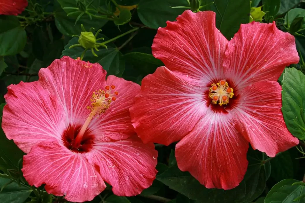 Mocsári hibiszkusz gondozása és szaporítása