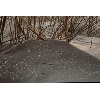 Kép 6/7 - Tengerparti naplemente falikép vászonra nyomtattva lakkozott kerettel -A- 152X4X52 cm 4