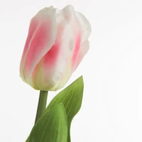 Kép 2/2 - Tulipán 467 Rózsaszín 1