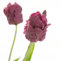 Kép 2/2 - Tulipán 474 Ibolyalila 1