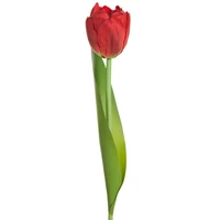 Kép 1/2 - Tulipán 475 Piros