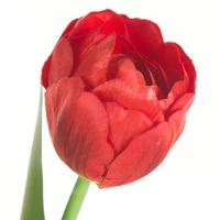 Kép 2/2 - Tulipán 475 Piros 1