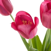 Kép 2/3 - Tulipán 476 Magenta 1