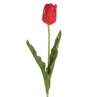Kép 1/2 - Tulipán 477 Piros