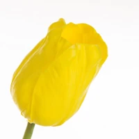 Kép 2/2 - Tulipán 477 Sárga 1