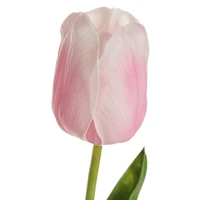 Kép 2/2 - Tulipán 477 Világos rózsaszín 1