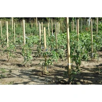 Kép 2/4 - ACACIA - Akác termesztő karó h.170 cm