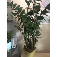 Kép 2/5 - ARC BAMBOO - Ívelt bambusz karó 1