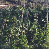Kép 7/13 - 6 m bambusz
