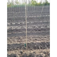 Kép 2/13 - BAMBOO - Bambusz termesztő karó