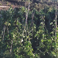 Kép 7/13 - 5 m bambusz