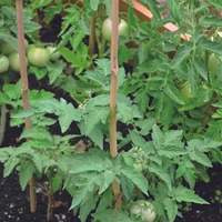 Kép 8/13 - BAMBOO - Bambusz termesztő karó