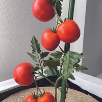 Kép 5/8 - 6 m zöld