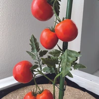 Kép 4/8 - BAMBOO PLAST - Bambuszkaró műanyag bevonattal 1