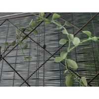 Kép 2/10 - CLASSIC METAL TRELLIS - Színes félköríves növényfuttató 0