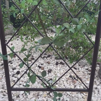 Kép 5/10 - CLASSIC METAL TRELLIS - Színes félköríves növényfuttató 0