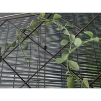 Kép 2/10 - CLASSIC METAL TRELLIS - Színes félköríves növényfuttató 0