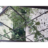 Kép 8/10 - CLASSIC METAL TRELLIS - Színes félköríves növényfuttató 0