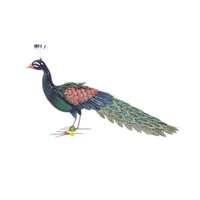 Kép 2/6 - PEACKY  - Stilizált dekoratív páva figura, 28 x 94 x m.52 cm, színes