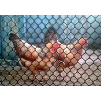 Kép 1/3 - POULTRY MESHES (B-92) - Műanyag baromfirács 0,9 x 25 m fekete (20 x 20 mm)