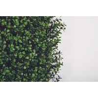 Kép 10/10 - VERTICAL BUXUS - Zöldfal buxus levelekkel 1 x 1 m zöld