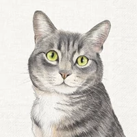 Kép 1/2 - Farm cat cicás szalvéta 3 rétegű 20 db/csomag