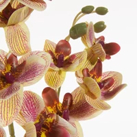 Kép 2/2 - orchidea-muvirag-sarga-kozeli