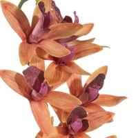 Kép 2/2 - mu-orchidea-narancssarga-kozeli