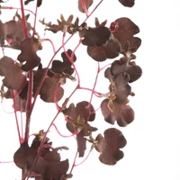 Kép 2/2 - mu-orchidea-barna-hs451523 1