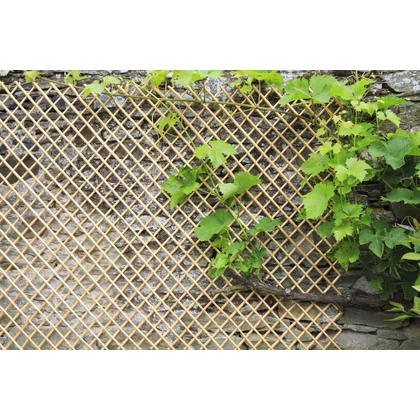 WICK TRELLIS - Természetes, hántolt vesszőből készült fonott apácarács 1 x 2 m natúr