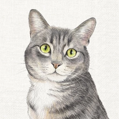 Farm cat cicás szalvéta 3 rétegű 20 db/csomag