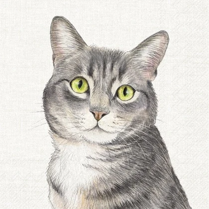 Farm cat cicás szalvéta 3 rétegű 20 db/csomag