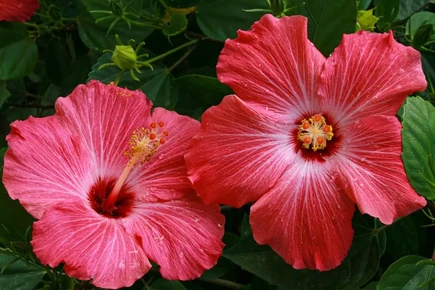 Mocsári hibiszkusz gondozása és szaporítása