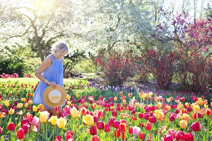 A tulipán ültetése tavasszal vagy ősszel jobb?