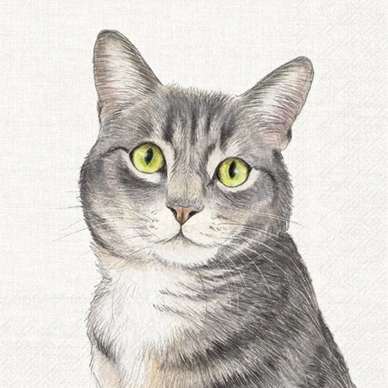 Farm cat cicás szalvéta 3 rétegű 20 db/csomag