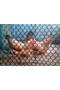 POULTRY MESHES (B-92) - Műanyag baromfirács 0,9 x 25 m fekete (20 x 20 mm)