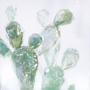 cactus-01-fali-kep cactus-01-fali-kep