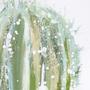 cactus-fali-kep cactus-fali-kep