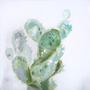 cactus-03-fali-kep cactus-03-fali-kep