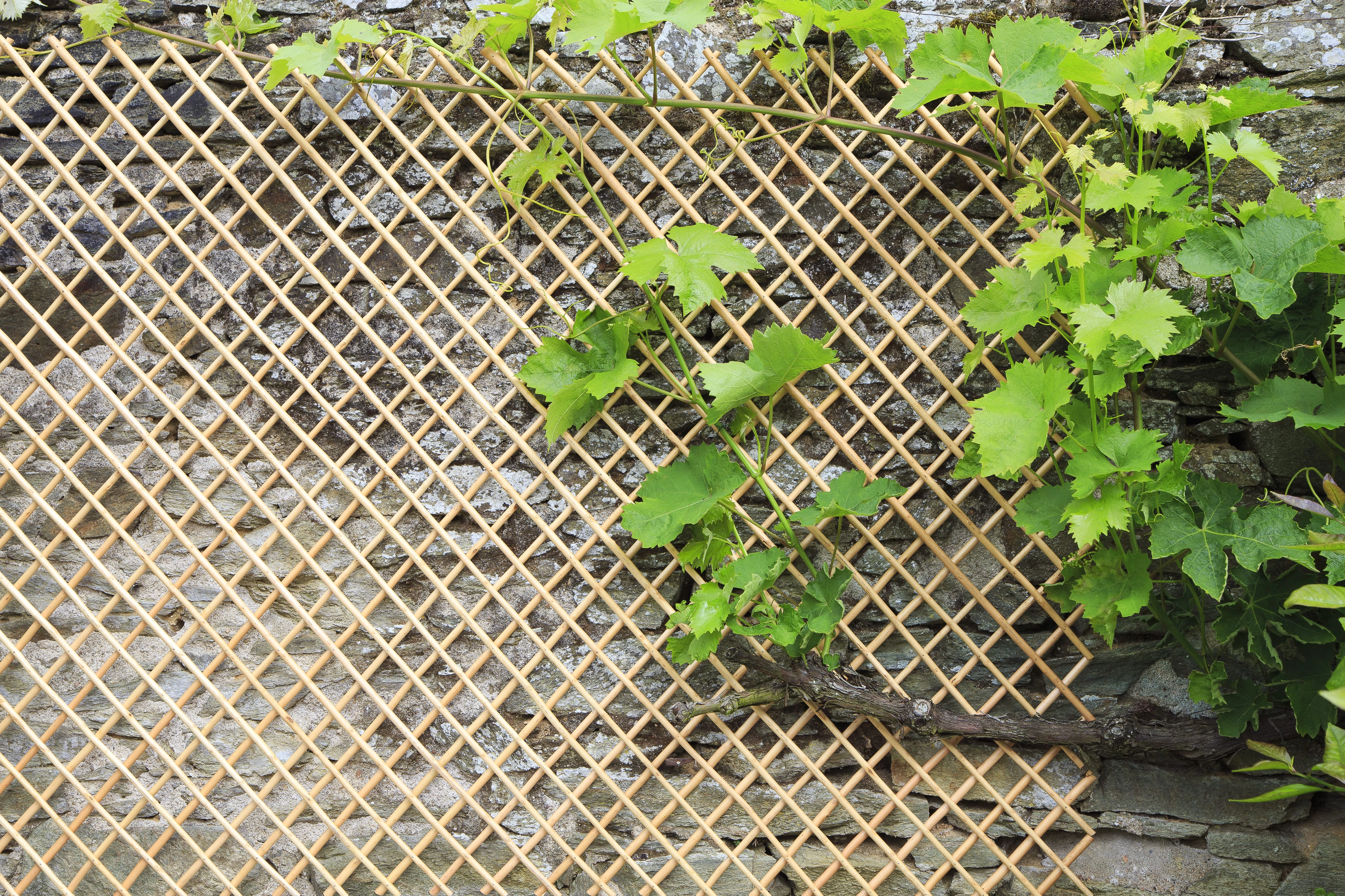 WICK TRELLIS - Természetes, hántolt vesszőből készült fonott apácarács 0,50 x 1,50 m natúr